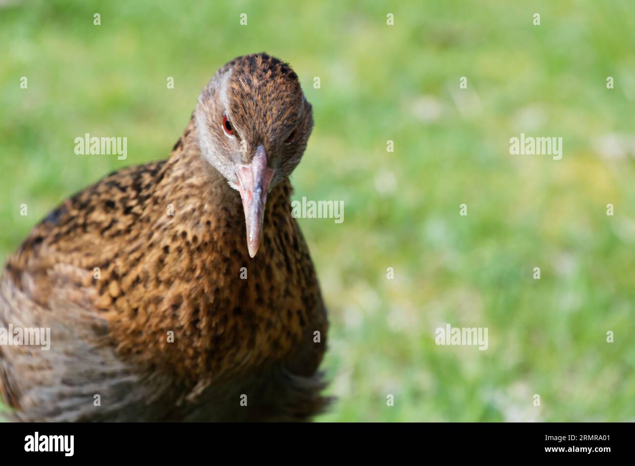 A weka is looking head on to the photographer. It is looking at the ground, intrigued by its potential lunch. Stock Photo