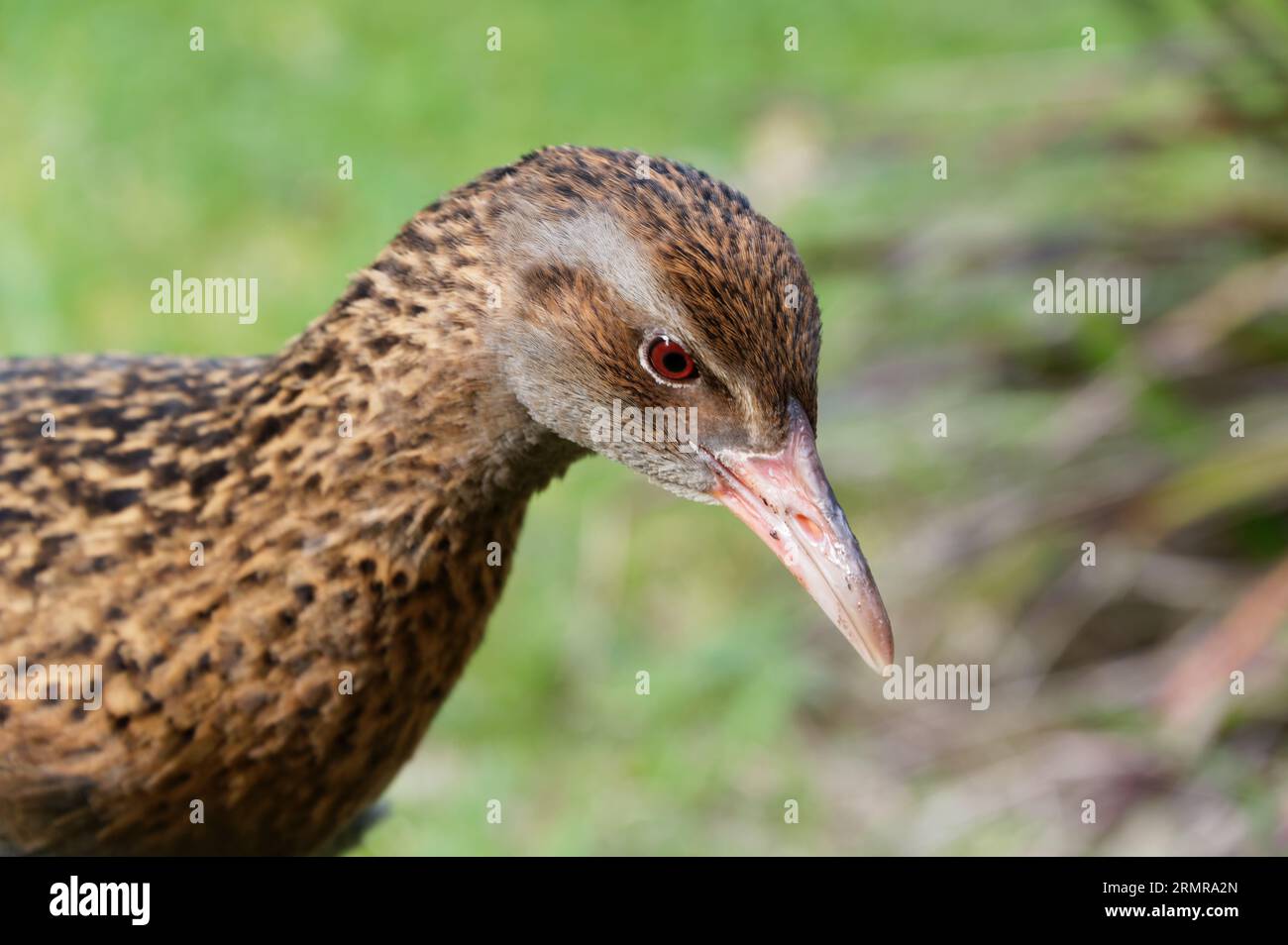 A brown, flightless, native New Zealand bird, the weka is know to be curious. Stock Photo