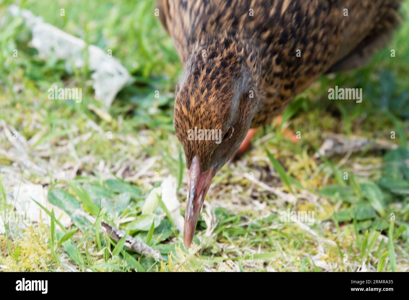 A weka is about to peak something off the ground. Stock Photo