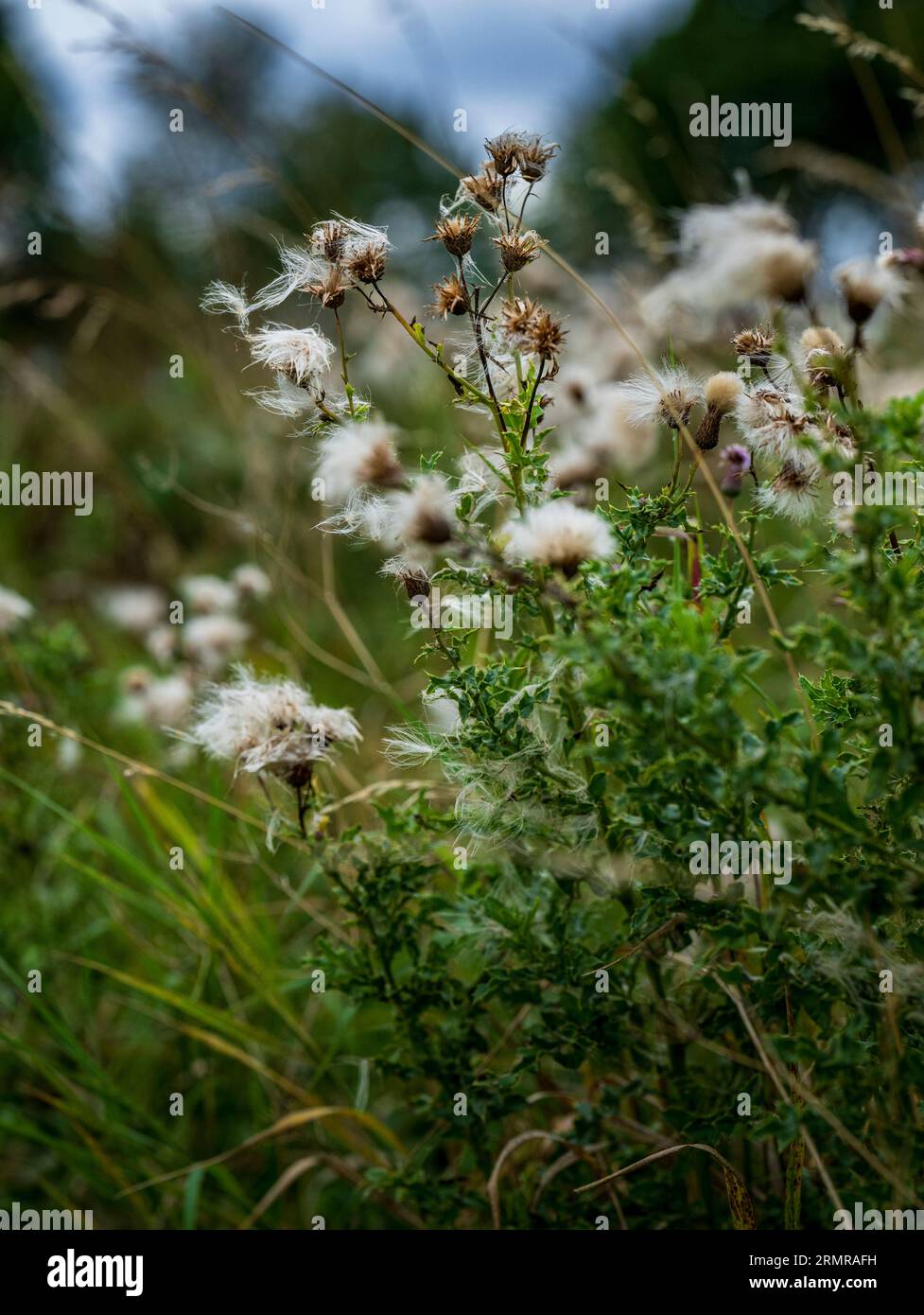 A patch of Milk Thistle, with thistledown seeds, on a field edge in early autumn Stock Photo