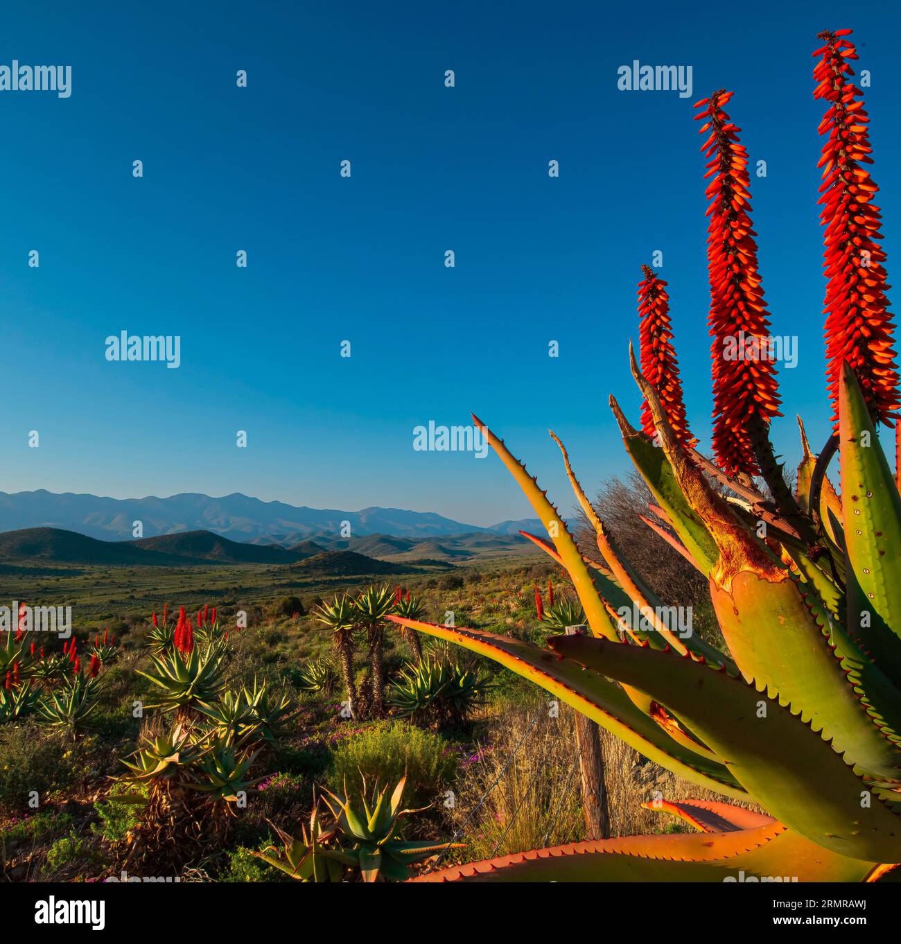 A blaze of colour against the Klein Karoo sky Stock Photo