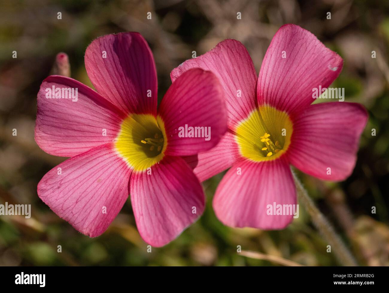 Close-up of a pair of red oxalis (Oxalis obtusa) Stock Photo