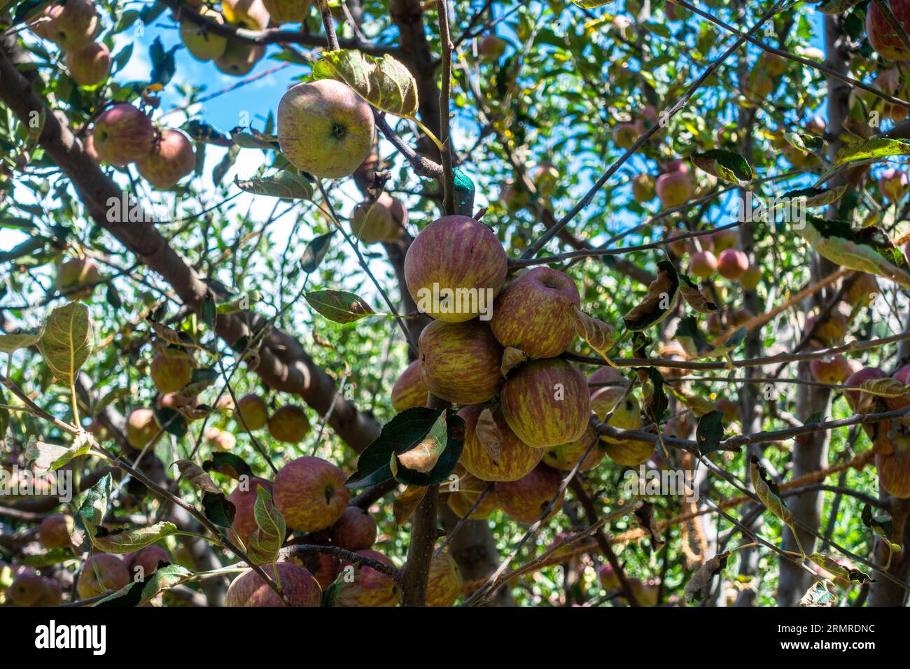 The Royal Red Apples. Clusters of apples adorning Kinnaur District