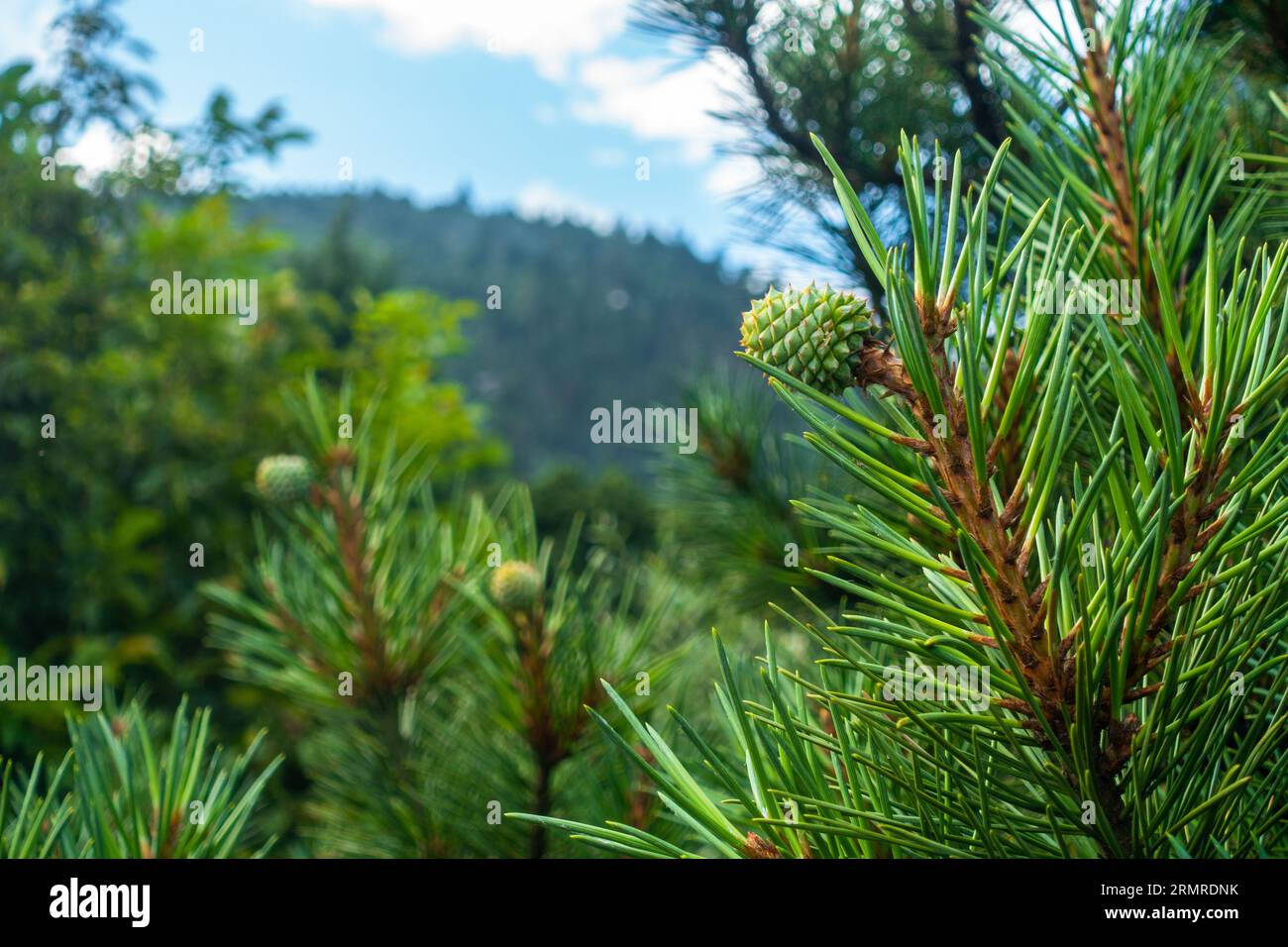 Himalayan White Pine Tree - North American Insects & Spiders