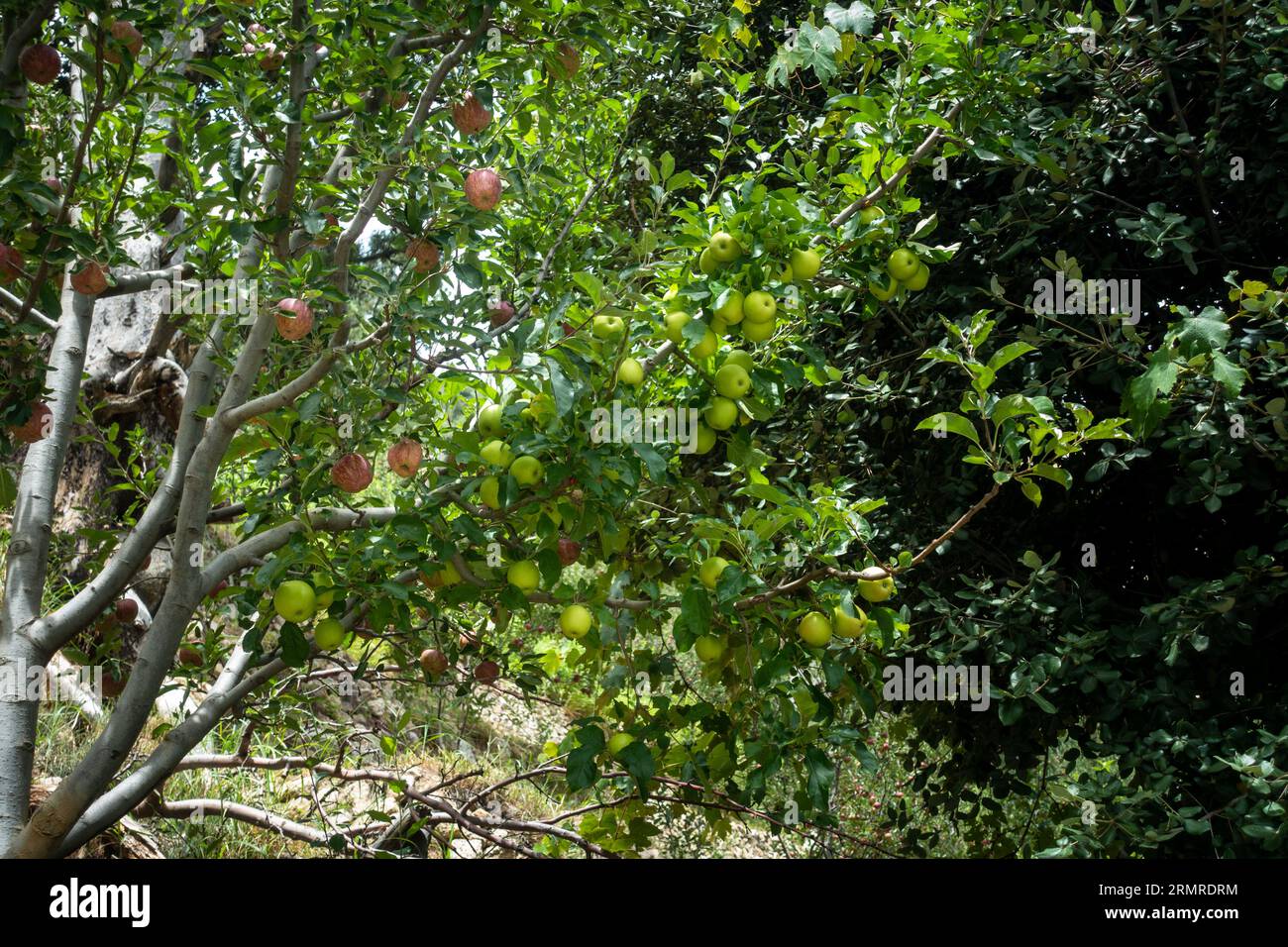 The Royal Red Apples. Clusters of apples adorning Kinnaur District