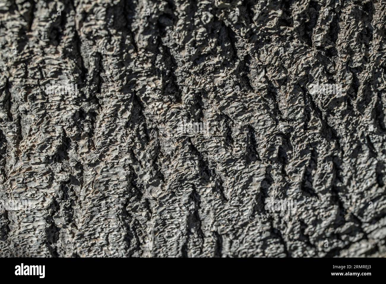 Bark texture Background Stock Photo