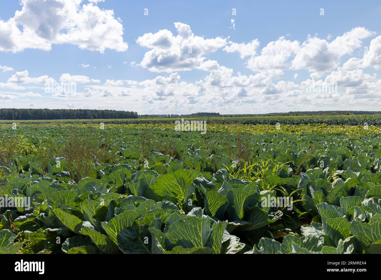 A field with a cabbage harvest in the summer season, a closeup of a