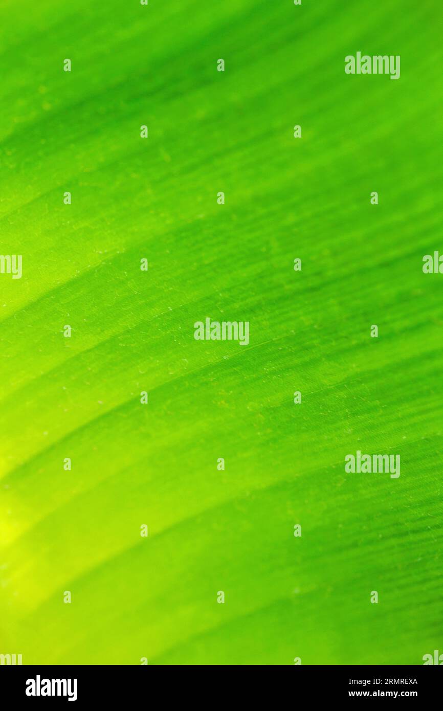 False banana tree leaf texture Stock Photo