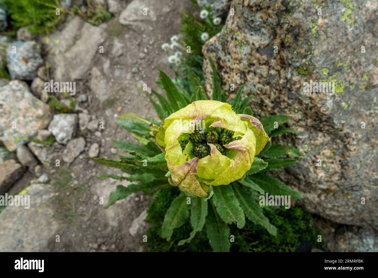 Sacred Brahma Kamal (Saussurea obvallata), revered Himalayan flower, Kinner Kailash Yatra, Himachal Pradesh, India. Stock Photo