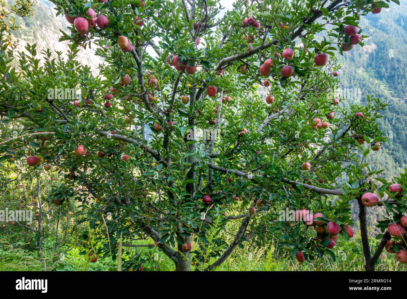 The Royal Red Apples. Clusters of apples adorning Kinnaur District