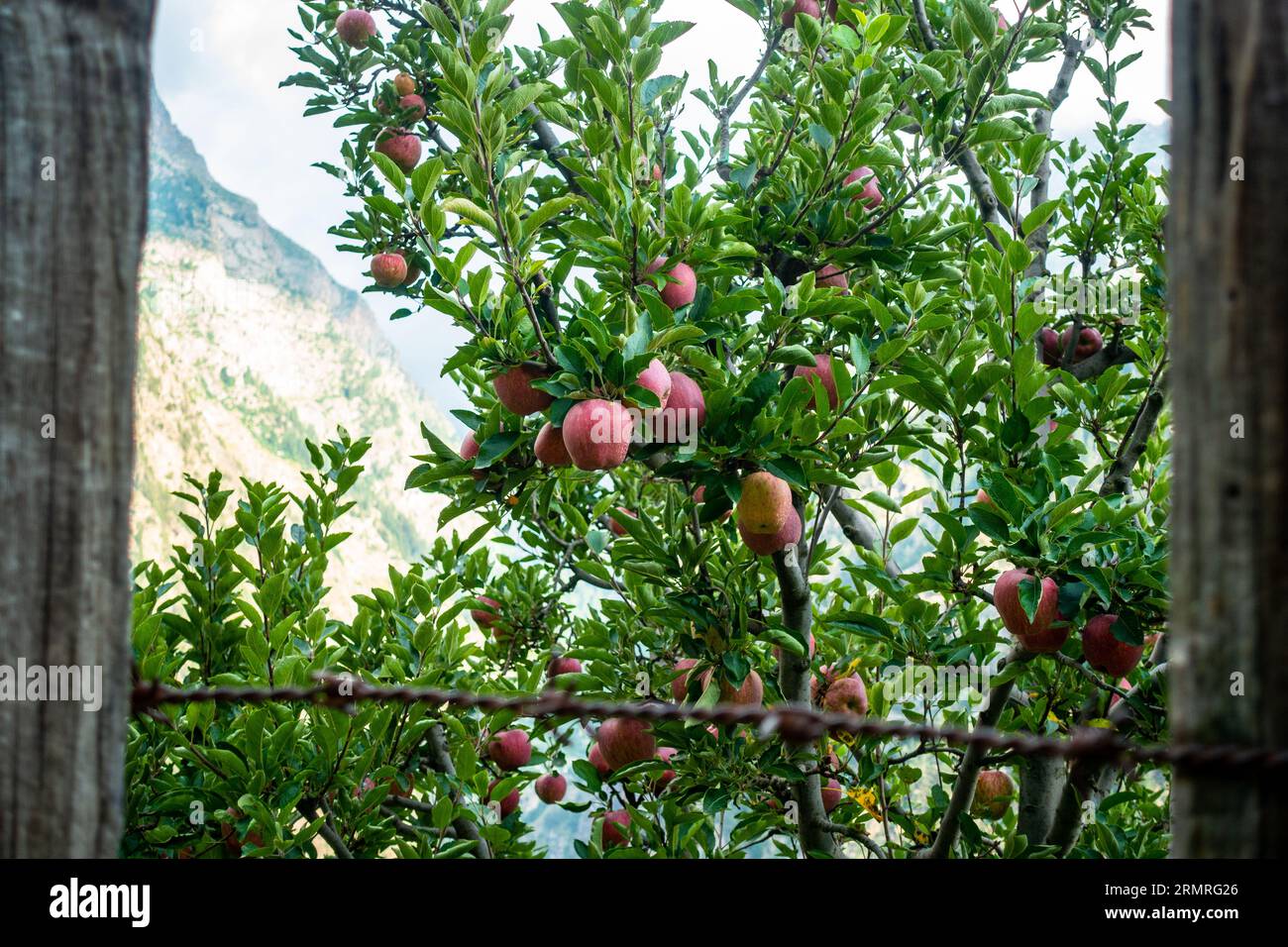 The Royal Red Apples. Clusters of apples adorning Kinnaur District