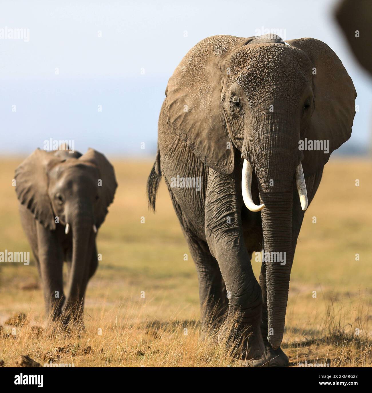 (140718) -- NAIROBI, Jul. 18, 2014 (Xinhua) -- Two African elephants are seen at the Amboseli National Park of Kenya, 2014. The annual wildlife migration that kicked off in early July from Tanzania s Serengeti National Park to Kenya s Massai Mara National Reserve marked the start of Kenya s tourism peak season. (Xinhua/Meng Chenguang) (djj) KENYA-AMBOSELI-WILDLIFE-TOURISM-PEAK SEASON PUBLICATIONxNOTxINxCHN   140718 Nairobi JUL 18 2014 XINHUA Two African Elephants are Lakes AT The Amboseli National Park of Kenya 2014 The Annual Wildlife Migration Thatcher kicked off in Early July from Tanzania Stock Photo