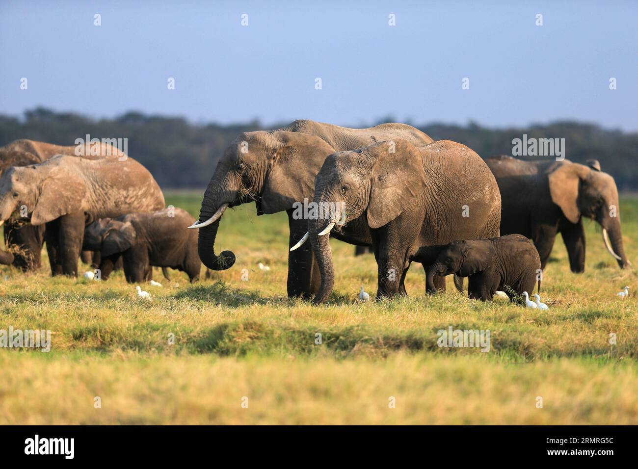 (140718) -- NAIROBI, Jul. 18, 2014 (Xinhua) -- African elephants have their meals at the Amboseli National Park of Kenya, 2014. The annual wildlife migration that kicked off in early July from Tanzania s Serengeti National Park to Kenya s Massai Mara National Reserve marked the start of Kenya s tourism peak season. (Xinhua/Meng Chenguang) (djj) KENYA-AMBOSELI-WILDLIFE-TOURISM-PEAK SEASON PUBLICATIONxNOTxINxCHN   Nairobi JUL 18 2014 XINHUA African Elephants have their Meals AT The Amboseli National Park of Kenya 2014 The Annual Wildlife Migration Thatcher kicked off in Early July from Tanzania Stock Photo