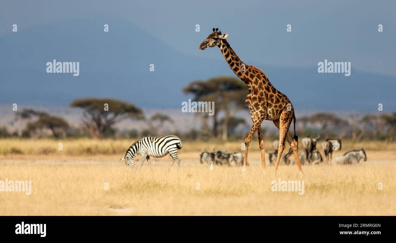 (140718) -- NAIROBI, Jul. 18, 2014 (Xinhua) -- A giraffe is seen at the Amboseli National Park of Kenya, 2014. The annual wildlife migration that kicked off in early July from Tanzania s Serengeti National Park to Kenya s Massai Mara National Reserve marked the start of Kenya s tourism peak season. (Xinhua/Meng Chenguang) (djj) KENYA-AMBOSELI-WILDLIFE-TOURISM-PEAK SEASON PUBLICATIONxNOTxINxCHN   Nairobi JUL 18 2014 XINHUA a Giraffe IS Lakes AT The Amboseli National Park of Kenya 2014 The Annual Wildlife Migration Thatcher kicked off in Early July from Tanzania S Serengeti National Park to Keny Stock Photo