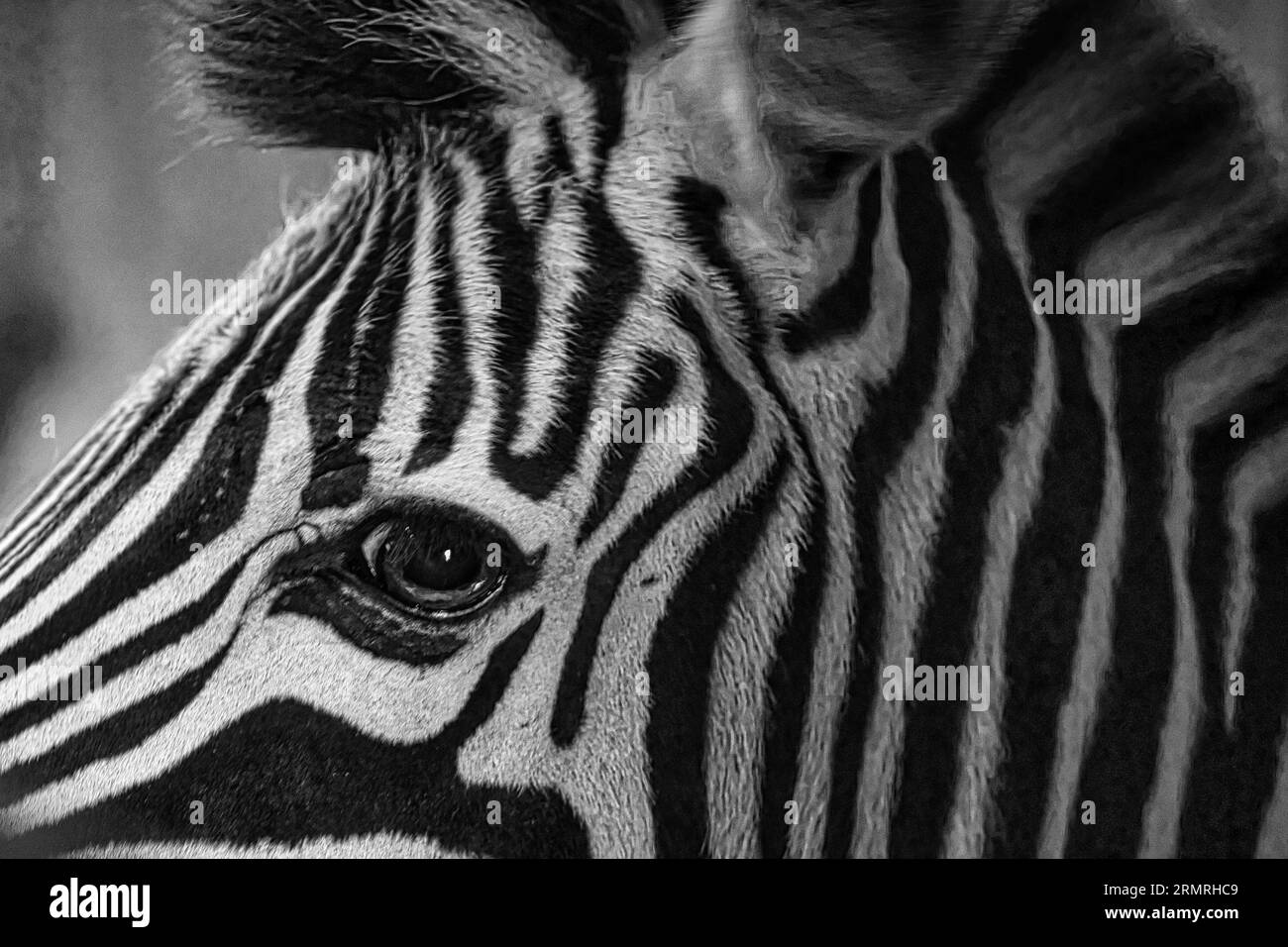 Zebra head taken from the side in black and white. Stripes on the fur. Animal shot of a mammal Stock Photo