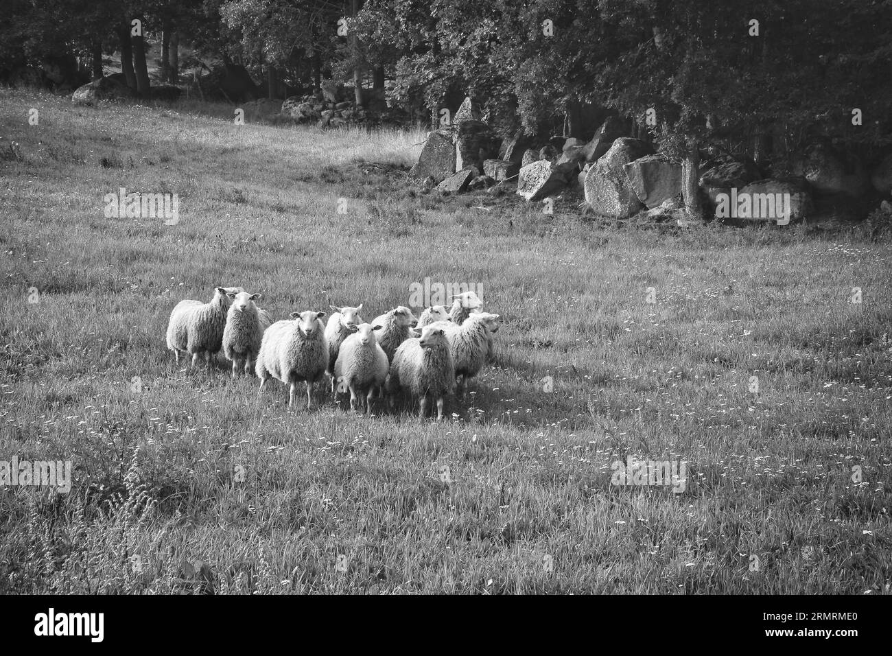 Flock of sheep on a green meadow of grass taken in black and white. Scandinavian landscape. Farm animal with wool. Animal shot Stock Photo