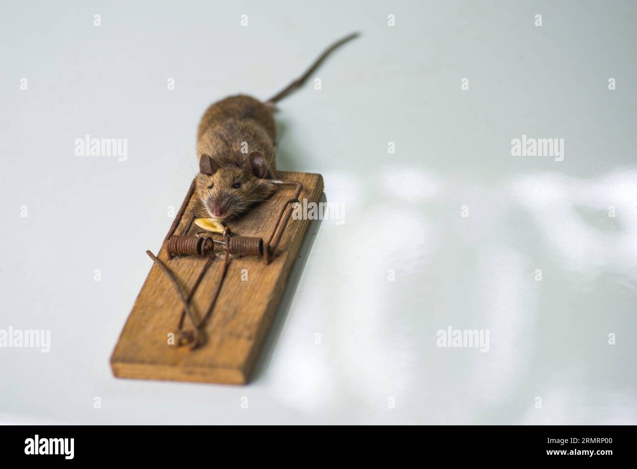 A mouse, catched in the mouse trap Stock Photo - Alamy