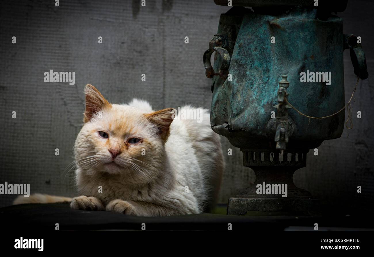 Old stuff- an aged white cat, near a broken samovar, covered with patina Stock Photo