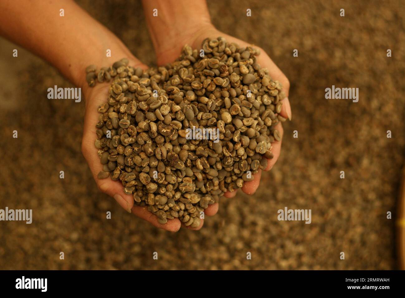 (140804) -- JAKARTA, Aug. 4, 2014 -- A Worker selects arabica coffee beans for export before they are roasted in Deliserdang, North Sumatra, Indonesia, Aug. 4, 2014. Coffee shipments from Sumatra, Indonesia, the world s third-biggest grower of the robusta variety, dropped 41 percent in June, due to raising concerns about the size of the crop, according to Volcafe Ltd. ) INDONESIA-NORTH SUMATRA-ARABICA COFFEE BEANS TantoxH. PUBLICATIONxNOTxINxCHN   Jakarta Aug 4 2014 a Worker selects Arabica Coffee Beans for Export Before They are Roasted in  North Sumatra Indonesia Aug 4 2014 Coffee shipments Stock Photo