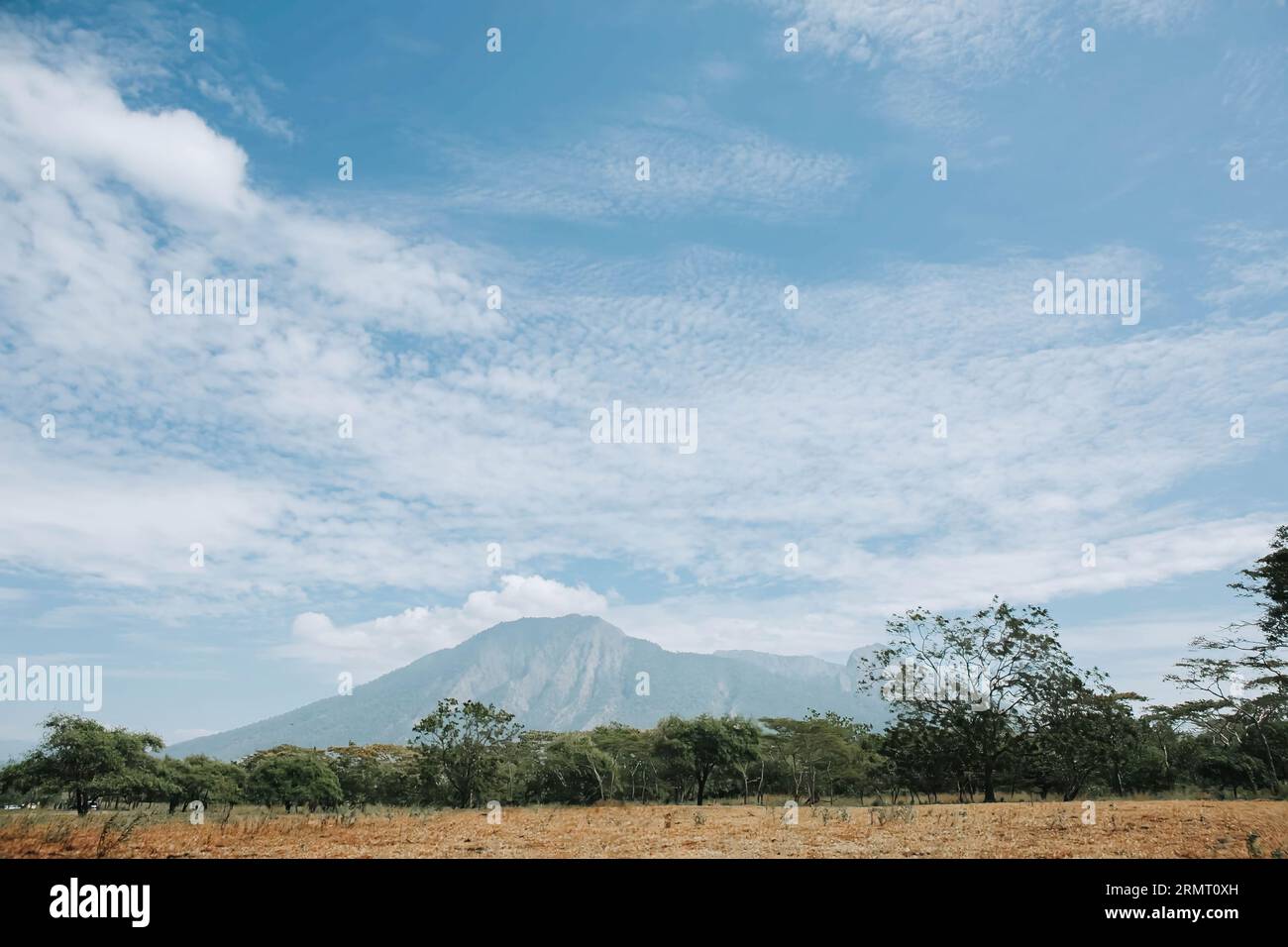 Savannah field with trees, mountains and clear blue sky of Baluran National Park or Taman Nasional Baluran in Banyuwangi, Jawa Timur, Indonesia Stock Photo