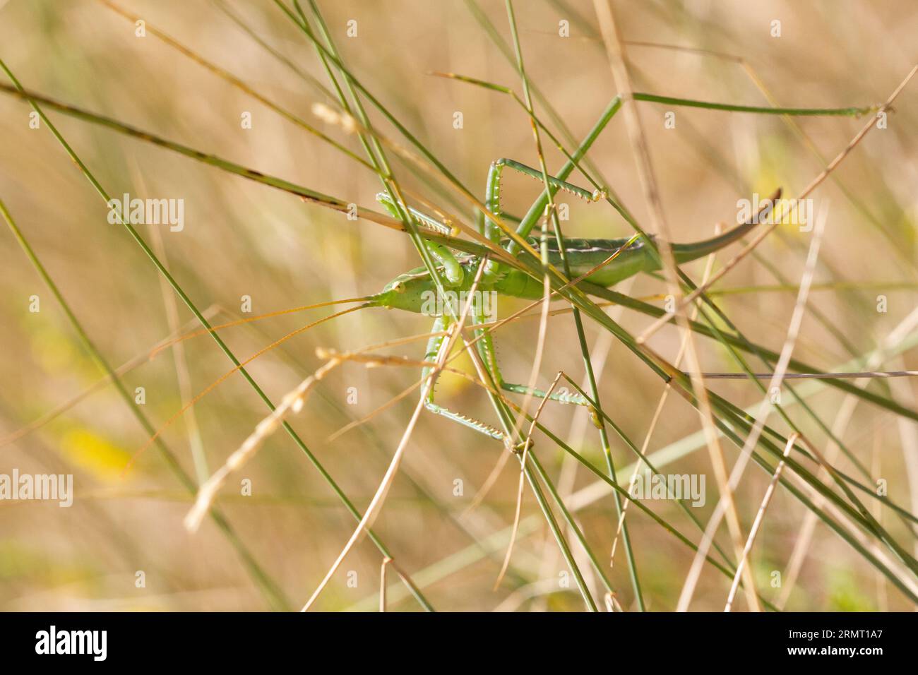 The rare Predatory bush cricket (Saga pedo) from Aosta Valley, IT, a protected species in Europe. The biggest cricket in Europe. Parthenogenetic. Stock Photo
