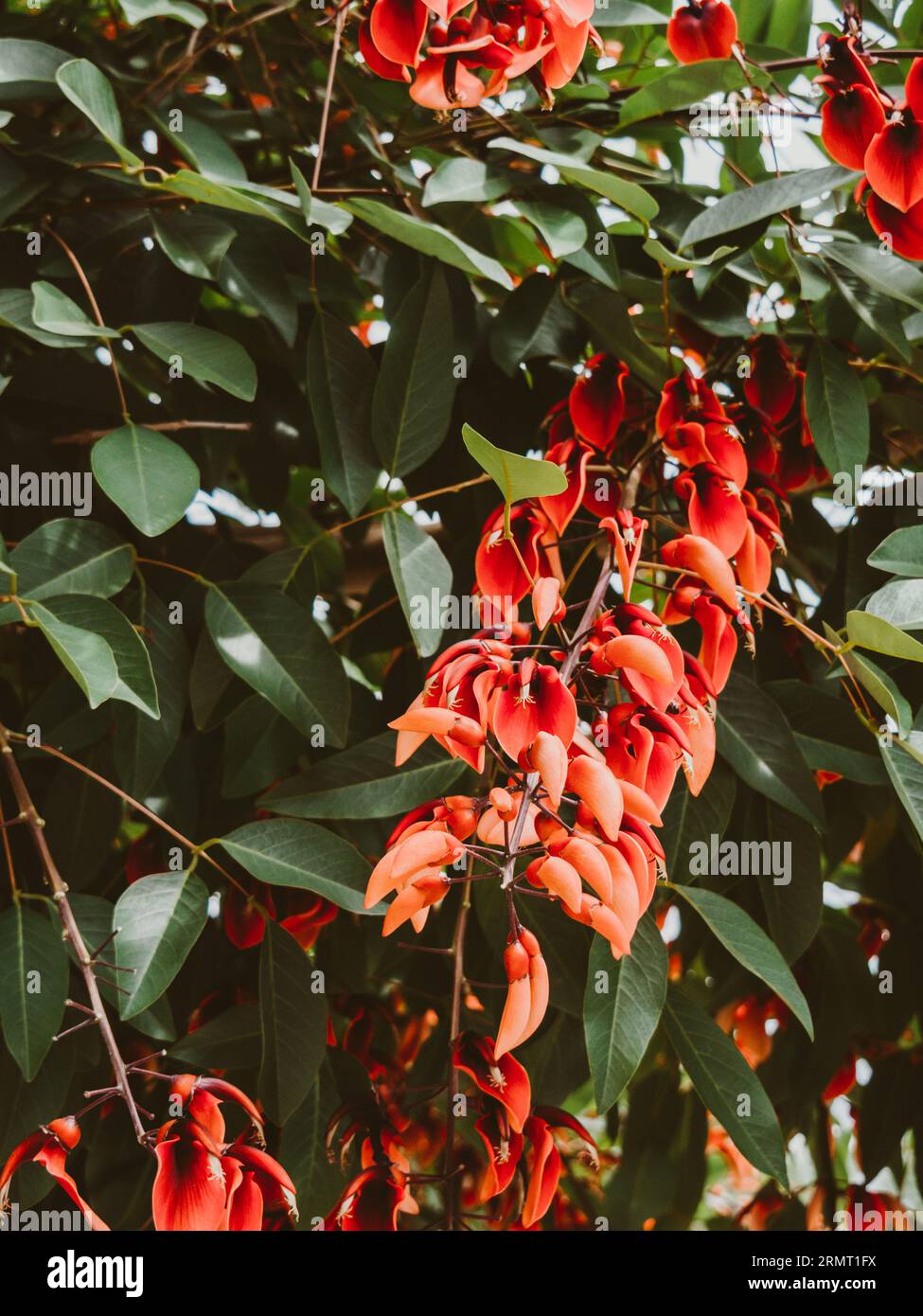 Erythrina crista-galli in bloom in autumn. Green and red natural background Stock Photo