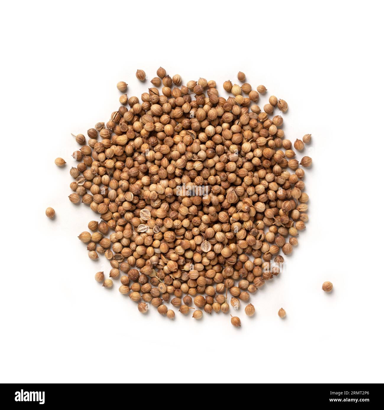 Coriander Seeds Pile of Dry Coriander Fruits, Aromatic Spice Top