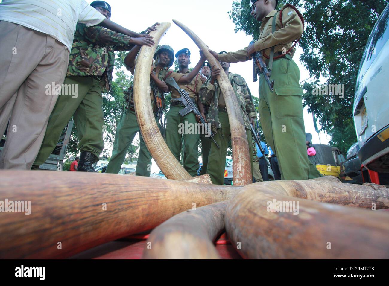 (140811) -- NAIROBI, Aug. 11, 2014 () -- File photo shows Kenyan police officers check 302 pieces of ivories, including 228 elephant tusks seized in a warehouse during a raid in the port city of Mombasa, Kenya, June 5, 2014. The World Elephant Day was launched on Aug. 12, 2012 to bring attention to the urgent plight of Asian and African elephants. The escalation of poaching, habitat loss and human-elephant conflict are some of the threats to both African and Asian elephants. () KENYA-NAIROBI-ELEPHANT DAY Xinhua PUBLICATIONxNOTxINxCHN   Nairobi Aug 11 2014 File Photo Shows Kenyan Police Officer Stock Photo