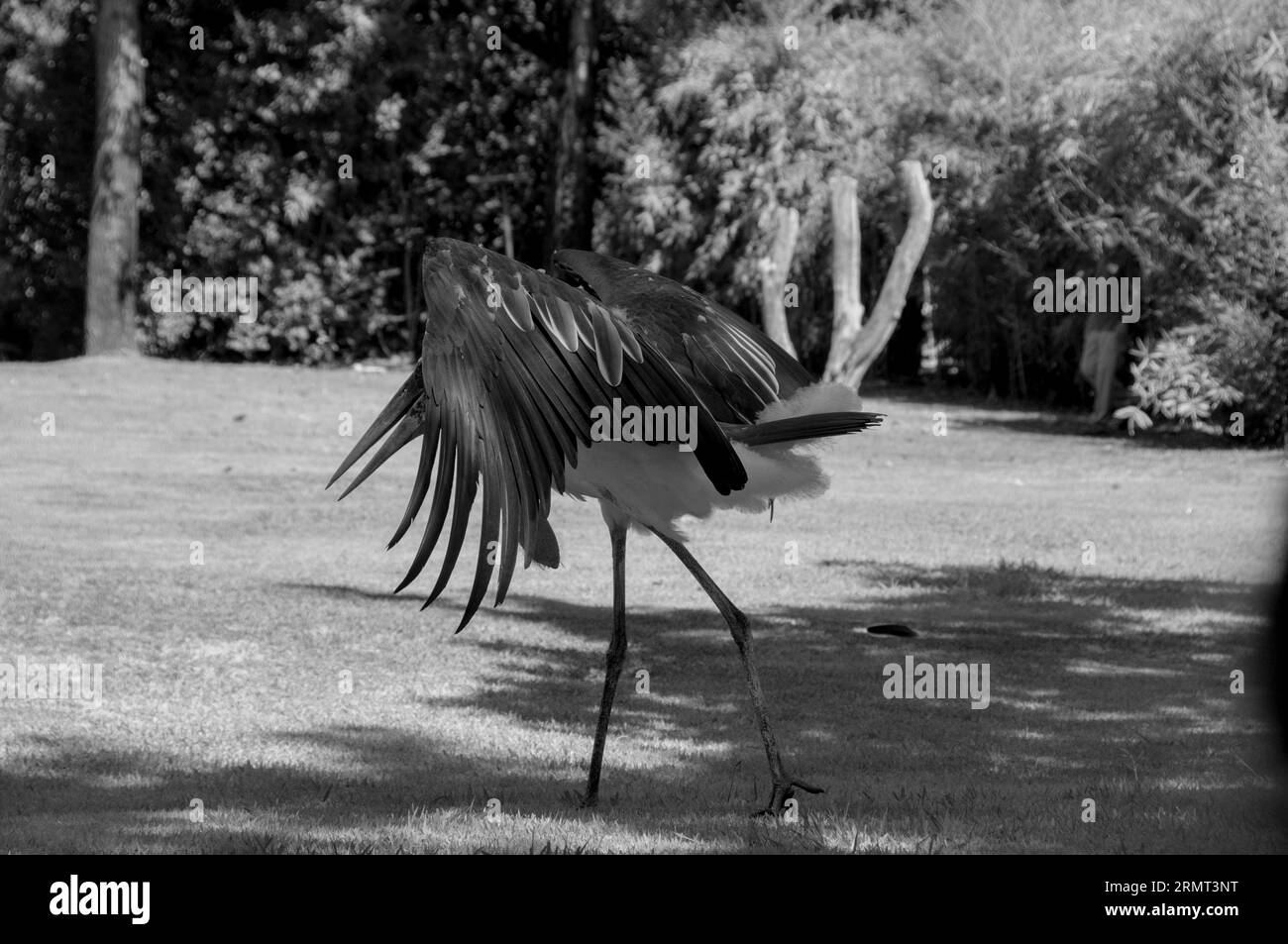 Zoo animals Black and White Stock Photos & Images - Alamy