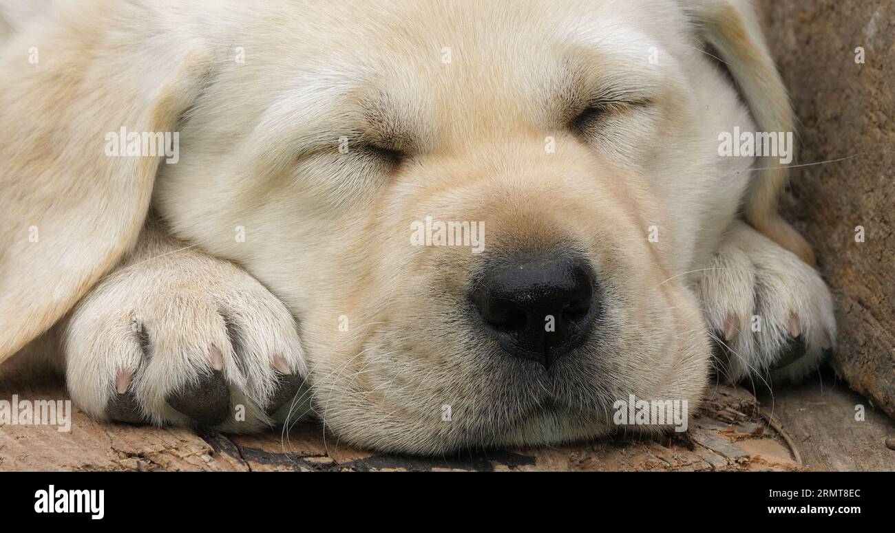 Labrador Retriever, Yellow Puppy sleeping in a Wheelbarrow, Normandy in ...