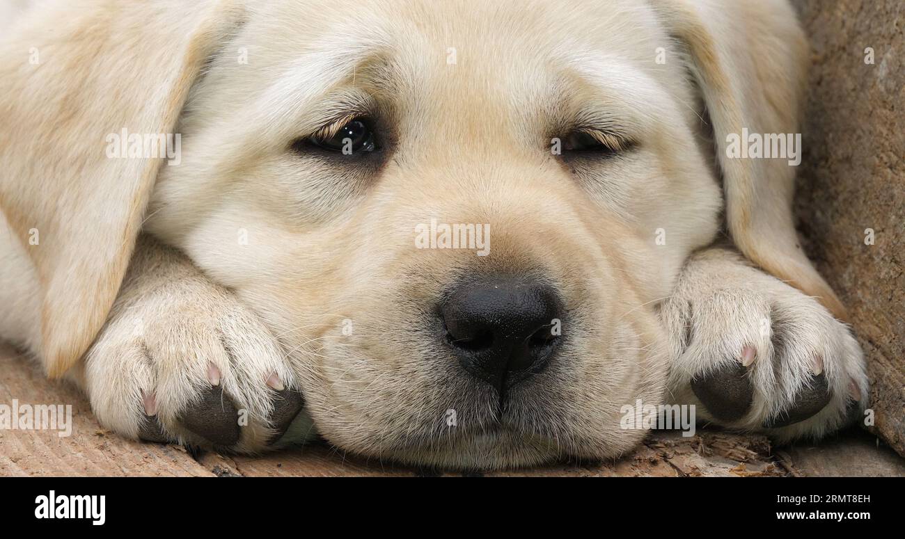 Labrador Retriever, Yellow Puppy sleeping in a Wheelbarrow, Normandy in ...