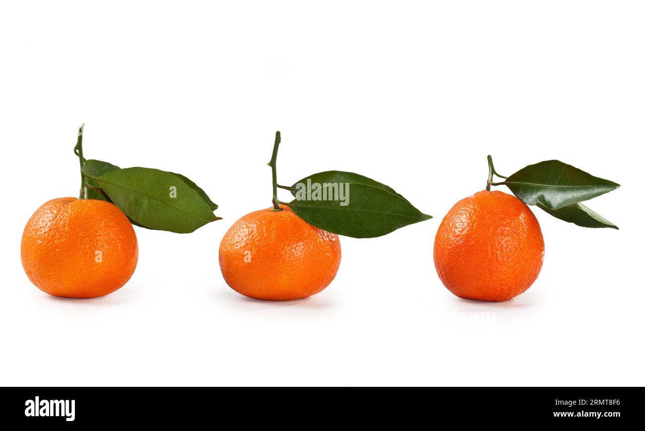 Clementine fruit leaf isolated on white background Citrus clementina