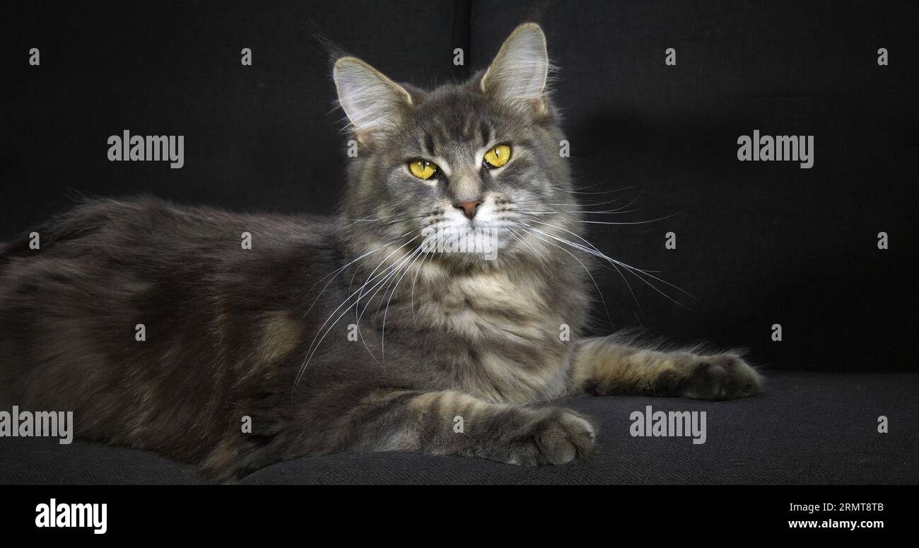 Blue Blotched Tabby Maine Coon Domestic Cat, Female laying against ...