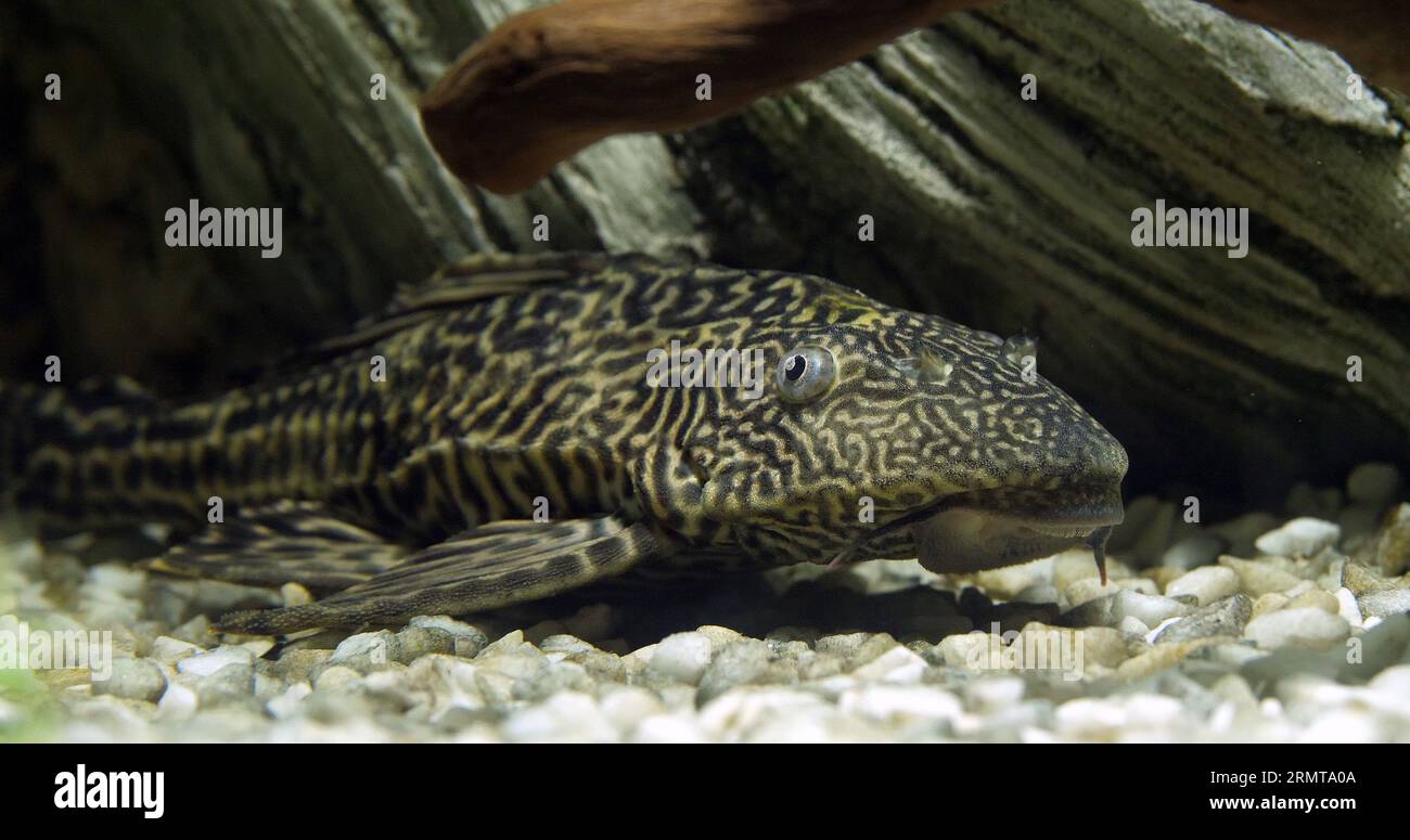 Suckermouth Catfish, hypostomus plecostomus, Freshwater Aquarium Fish Stock Photo