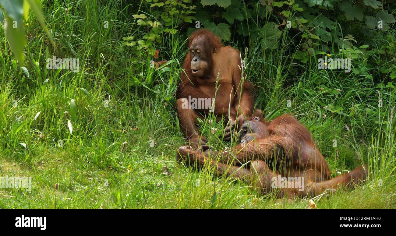 Orang Utan, pongo pygmaeus, Mother playing with Young Stock Photo - Alamy