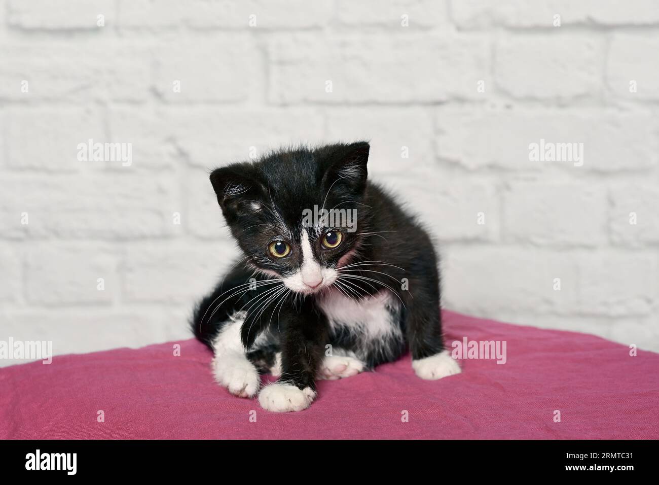 6 week old, female, tuxedo kitten. Horizontal image with selective focus. Stock Photo