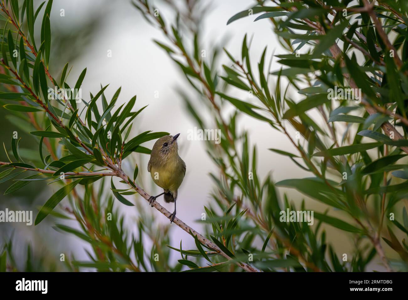 Perched on a small limb, the Yellow Thornbill looks up to it's left as it forages for food in an Acacia bush. Stock Photo