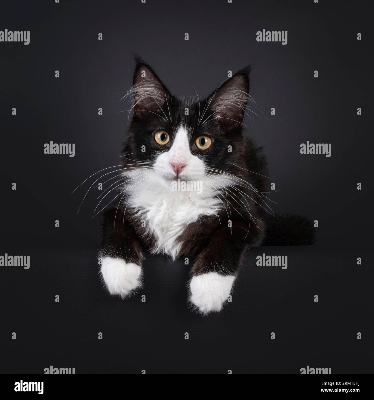 Cute young black and white tuxedo Maine Coon cat kitten, laying facing front with paws hanging