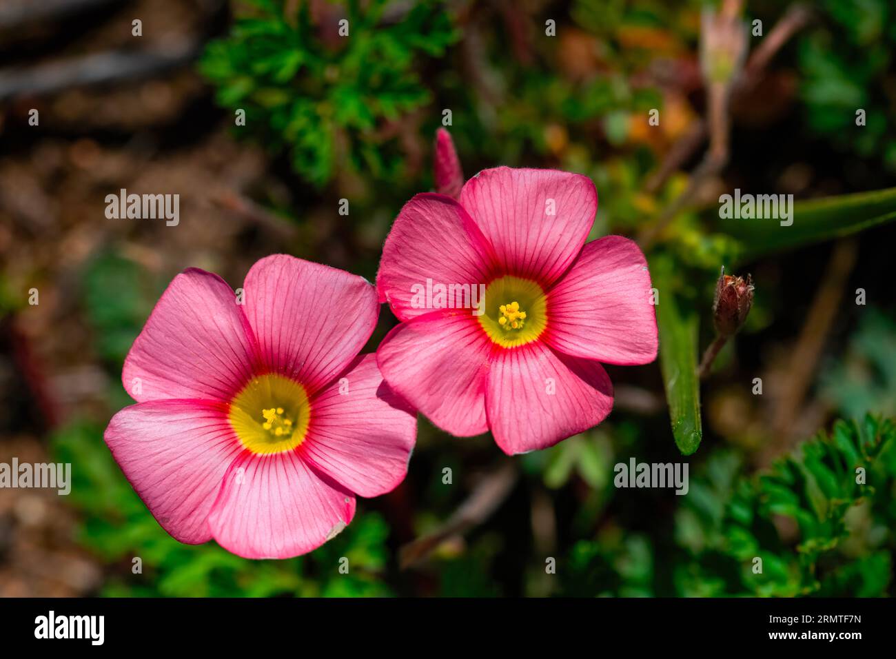 Close up of a pair of red oxalis (Oxalis obtusa) Stock Photo