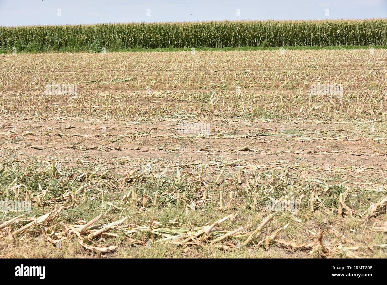 Buckeye, AZ. USA. CLAAS JAGUAR 980 harvester & CRANE TRACTOR harvesting