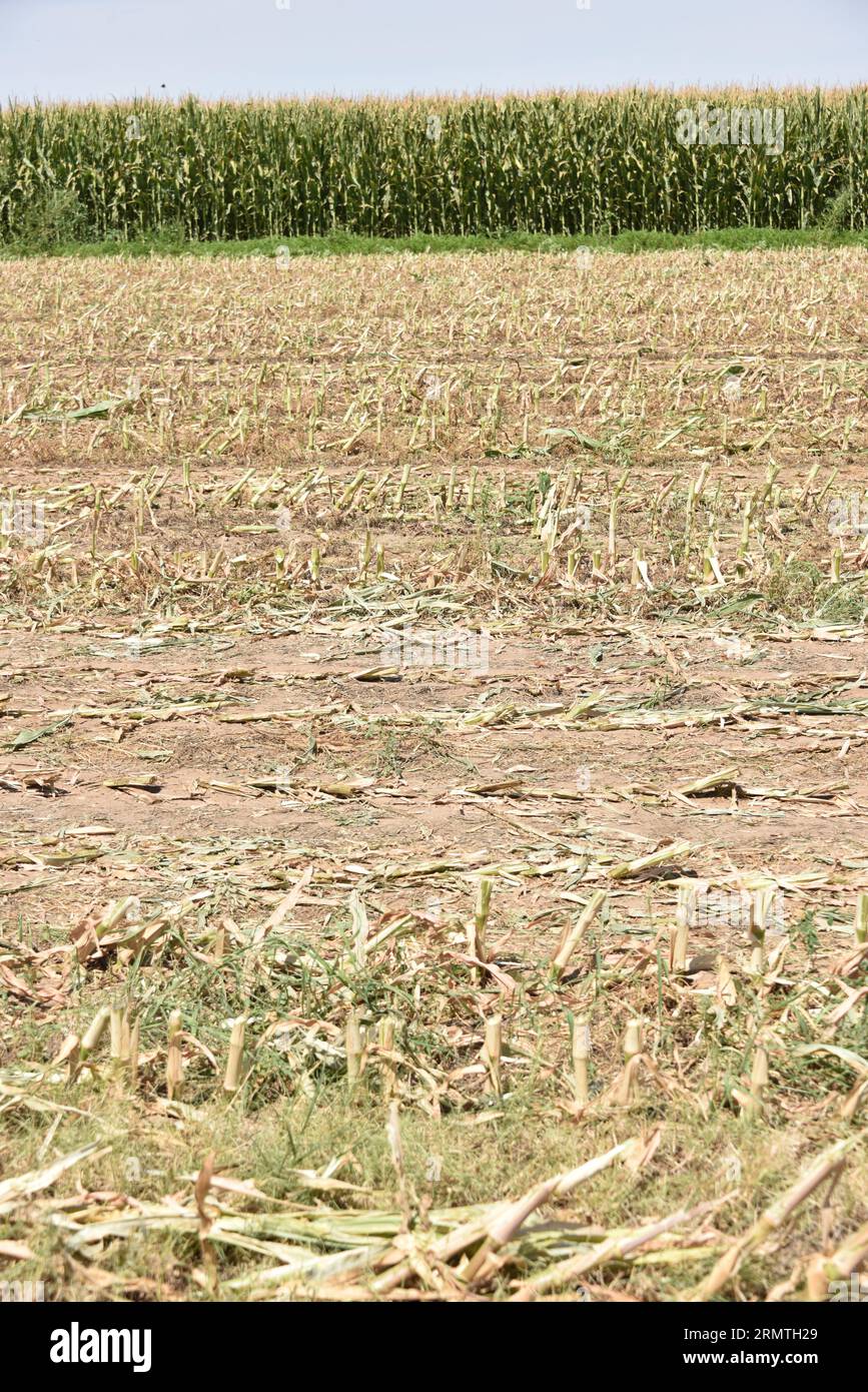 Buckeye, AZ. USA. CLAAS JAGUAR 980 harvester & CRANE TRACTOR harvesting