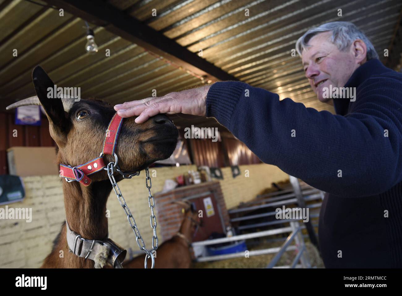 (140910) -- MONTEVIDEO, Sept. 10, 2014 -- A man fondles a goat during the 109th International Exhibition of Livestock and International Agro-Industrial and Commercial Show in Montevideo, capital of Uruguay, on Sept. 10, 2014. The exhibition is held for more than a century and now presents over 2,500 animals this year, according to local press. Nicolas Celaya) URUGUAY-MONTEVIDEO-EXHIBITION e NICOLASxCELAYA PUBLICATIONxNOTxINxCHN   Montevideo Sept 10 2014 a Man  a GOAT during The 109th International Exhibition of Livestock and International Agro Industrial and Commercial Show in Montevideo Capit Stock Photo
