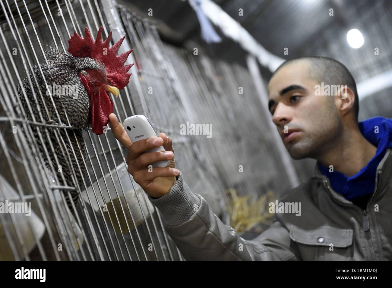 (140910) -- MONTEVIDEO, Sept. 10, 2014 -- A man touches a rooster during the 109th International Exhibition of Livestock and International Agro-Industrial and Commercial Show in Montevideo, capital of Uruguay, on Sept. 10, 2014. The exhibition is held for more than a century and now presents over 2,500 animals this year, according to local press. Nicolas Celaya) URUGUAY-MONTEVIDEO-EXHIBITION e NICOLASxCELAYA PUBLICATIONxNOTxINxCHN   Montevideo Sept 10 2014 a Man touches a Rooster during The 109th International Exhibition of Livestock and International Agro Industrial and Commercial Show in Mon Stock Photo