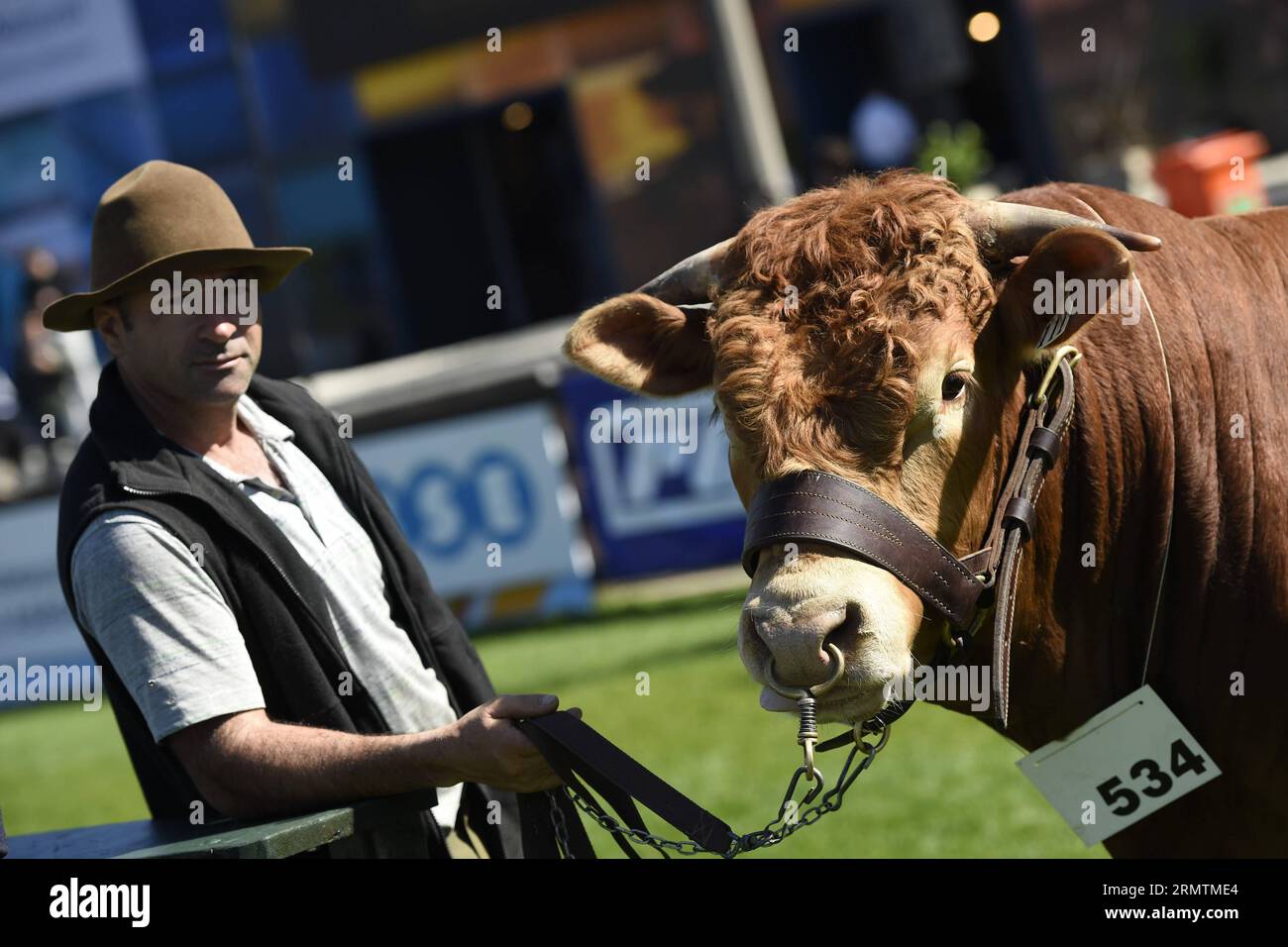 (140910) -- MONTEVIDEO, Sept. 10, 2014 -- A man shows a bull during the 109th International Exhibition of Livestock and International Agro-Industrial and Commercial Show in Montevideo, capital of Uruguay, on Sept. 10, 2014. The exhibition is held for more than a century and now presents over 2,500 animals this year, according to local press. Nicolas Celaya) URUGUAY-MONTEVIDEO-EXHIBITION e NICOLASxCELAYA PUBLICATIONxNOTxINxCHN   Montevideo Sept 10 2014 a Man Shows a Bull during The 109th International Exhibition of Livestock and International Agro Industrial and Commercial Show in Montevideo Ca Stock Photo