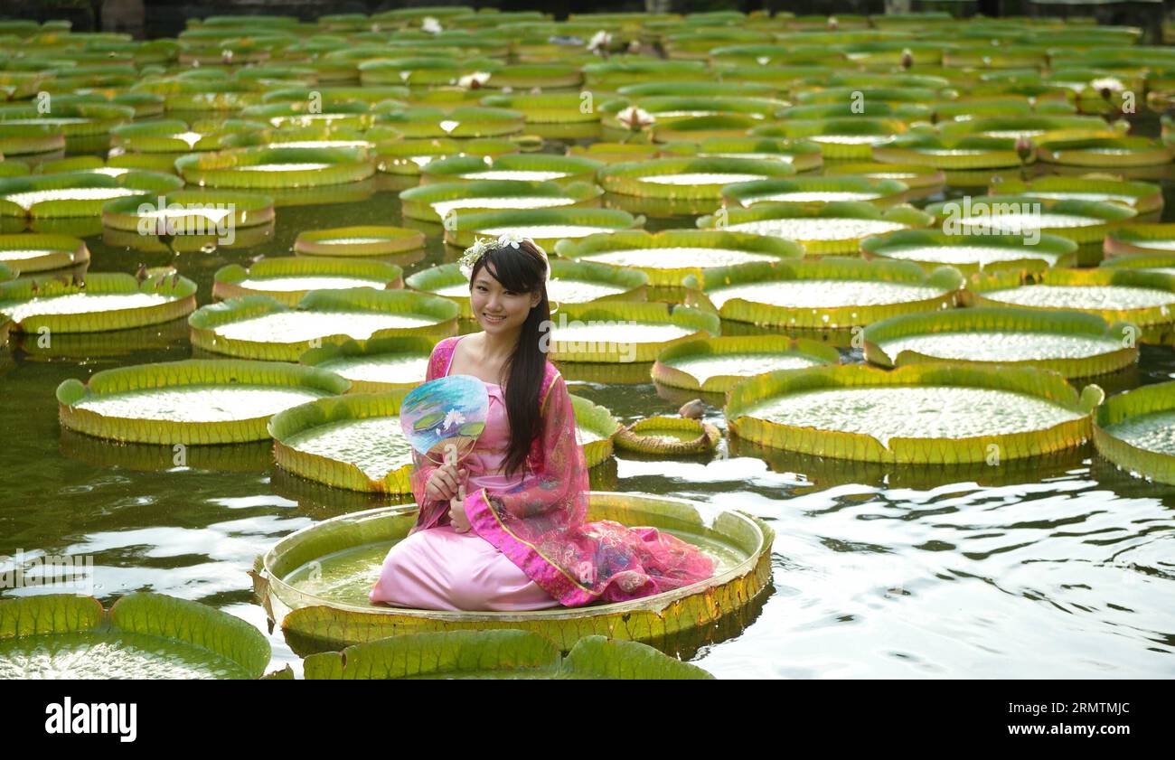 (140911) -- TAIPEI, Sept. 11, 2014 -- A performer rests on a giant leaf of a Victoria during an aquatic plants exhibition at the Shuangxi Park in Taipei, southeast China s Taiwan, Sept. 11, 2014. Victoria is a genus of water-lilies, in the plant family Nymphaeaceae, with very large green leaves that lie flat on the water s surface. The leaf of Victoria is able to support quite a large weight due to the plant s structure, although the leaf itself is quite delicate. )(yxb) CHINA-TAIPEI-SHUANGXI PARK-VICTORIA-GIANT LEAF (CN) WangxQingqin PUBLICATIONxNOTxINxCHN   Taipei Sept 11 2014 a Performer re Stock Photo