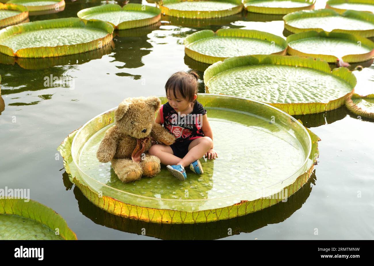(140911) -- TAIPEI, Sept. 11, 2014 -- A little girl rests on a giant leaf of a Victoria during an aquatic plants exhibition at the Shuangxi Park in Taipei, southeast China s Taiwan, Sept. 11, 2014. Victoria is a genus of water-lilies, in the plant family Nymphaeaceae, with very large green leaves that lie flat on the water s surface. The leaf of Victoria is able to support quite a large weight due to the plant s structure, although the leaf itself is quite delicate. )(yxb) CHINA-TAIPEI-SHUANGXI PARK-VICTORIA-GIANT LEAF (CN) WangxQingqin PUBLICATIONxNOTxINxCHN   Taipei Sept 11 2014 a Little Gir Stock Photo