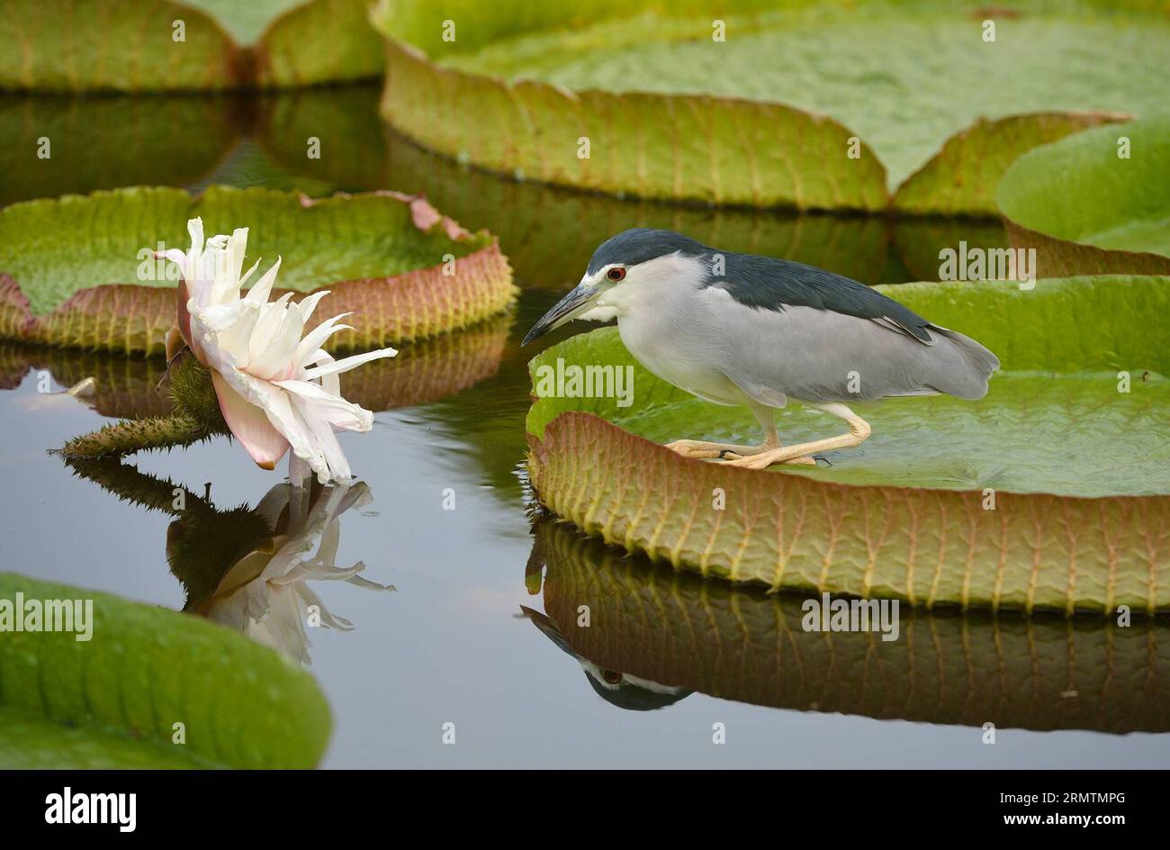 (140911) -- TAIPEI, Sept. 11, 2014 -- A night heron rests on a giant leaf of a Victoria during an aquatic plants exhibition at the Shuangxi Park in Taipei, southeast China s Taiwan, Sept. 11, 2014. Victoria is a genus of water-lilies, in the plant family Nymphaeaceae, with very large green leaves that lie flat on the water s surface. The leaf of Victoria is able to support quite a large weight due to the plant s structure, although the leaf itself is quite delicate. )(yxb) CHINA-TAIPEI-SHUANGXI PARK-VICTORIA-GIANT LEAF (CN) WangxQingqin PUBLICATIONxNOTxINxCHN   Taipei Sept 11 2014 a Night Hero Stock Photo