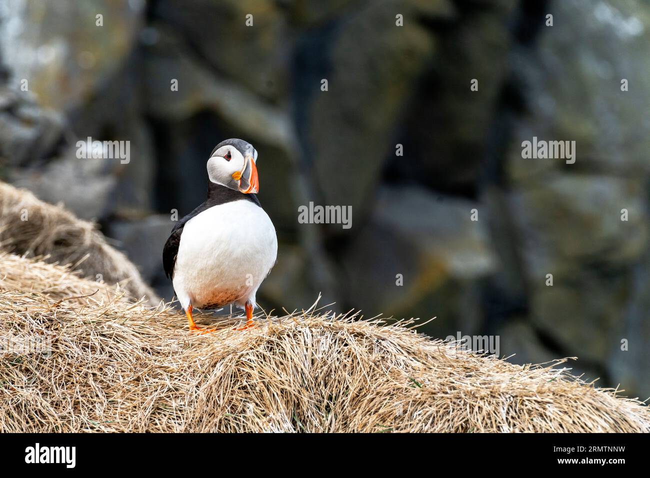 Atlantic Puffin in Iceland cliffside Stock Photo