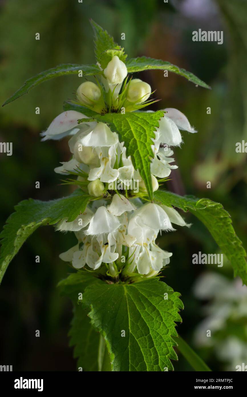 The blossoming dead nettle in sunny day a close up. Lamium album. Lamiaceae Family. Stock Photo