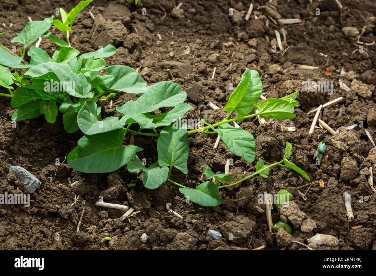 Convolvulus arvensis grows and blooms in the field. Stock Photo